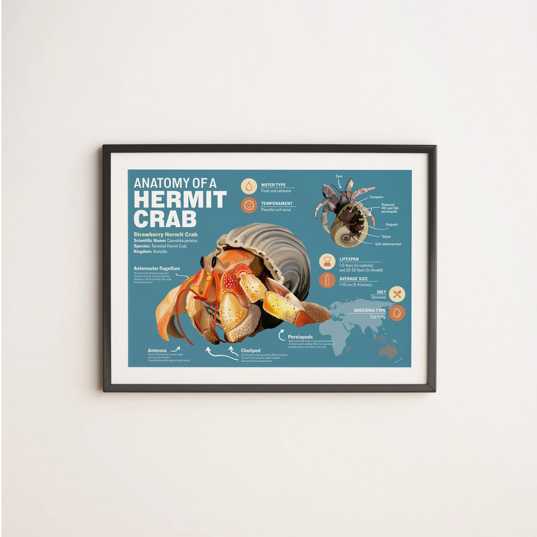 Hermit Crab Infographic