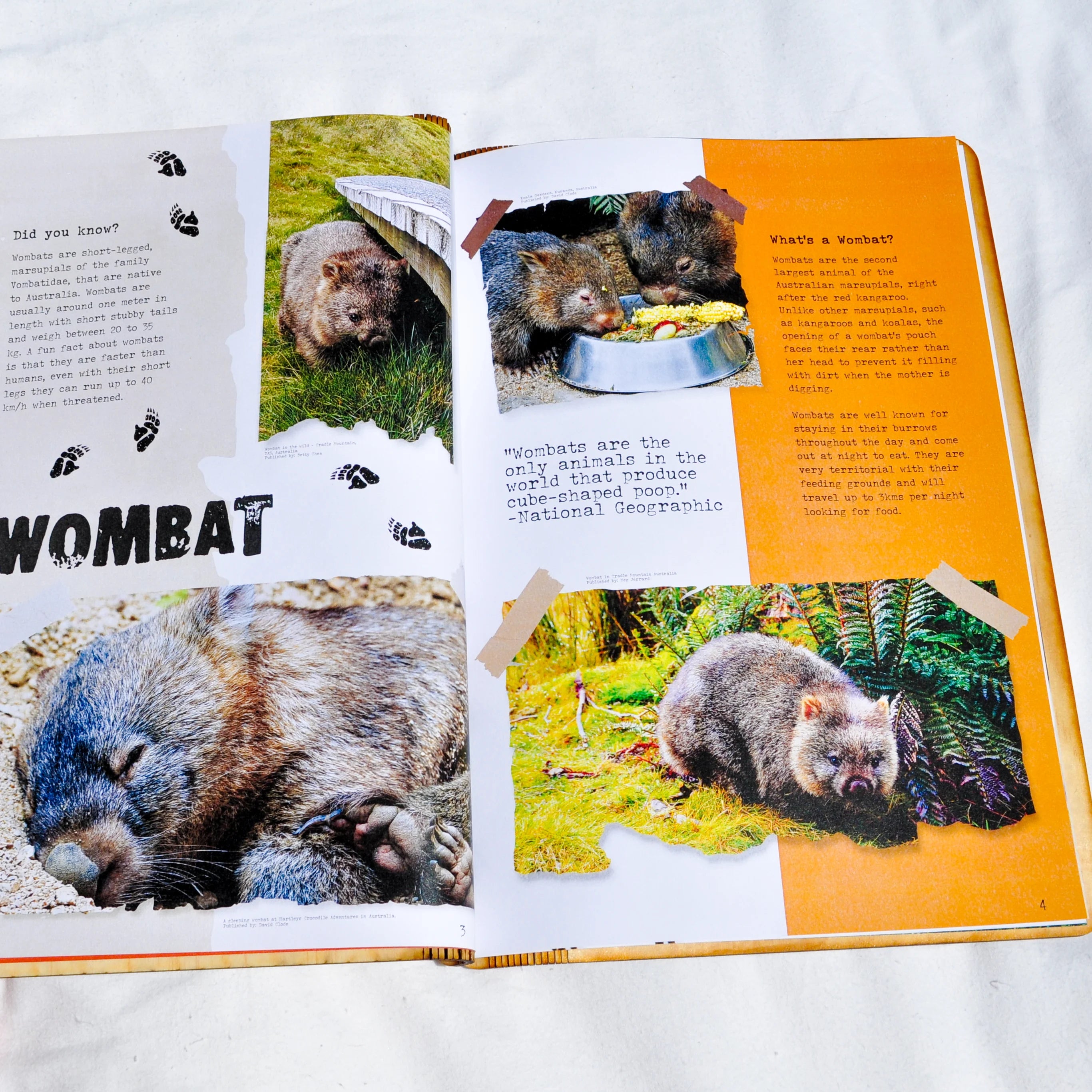 Aussie Wildlife Book
