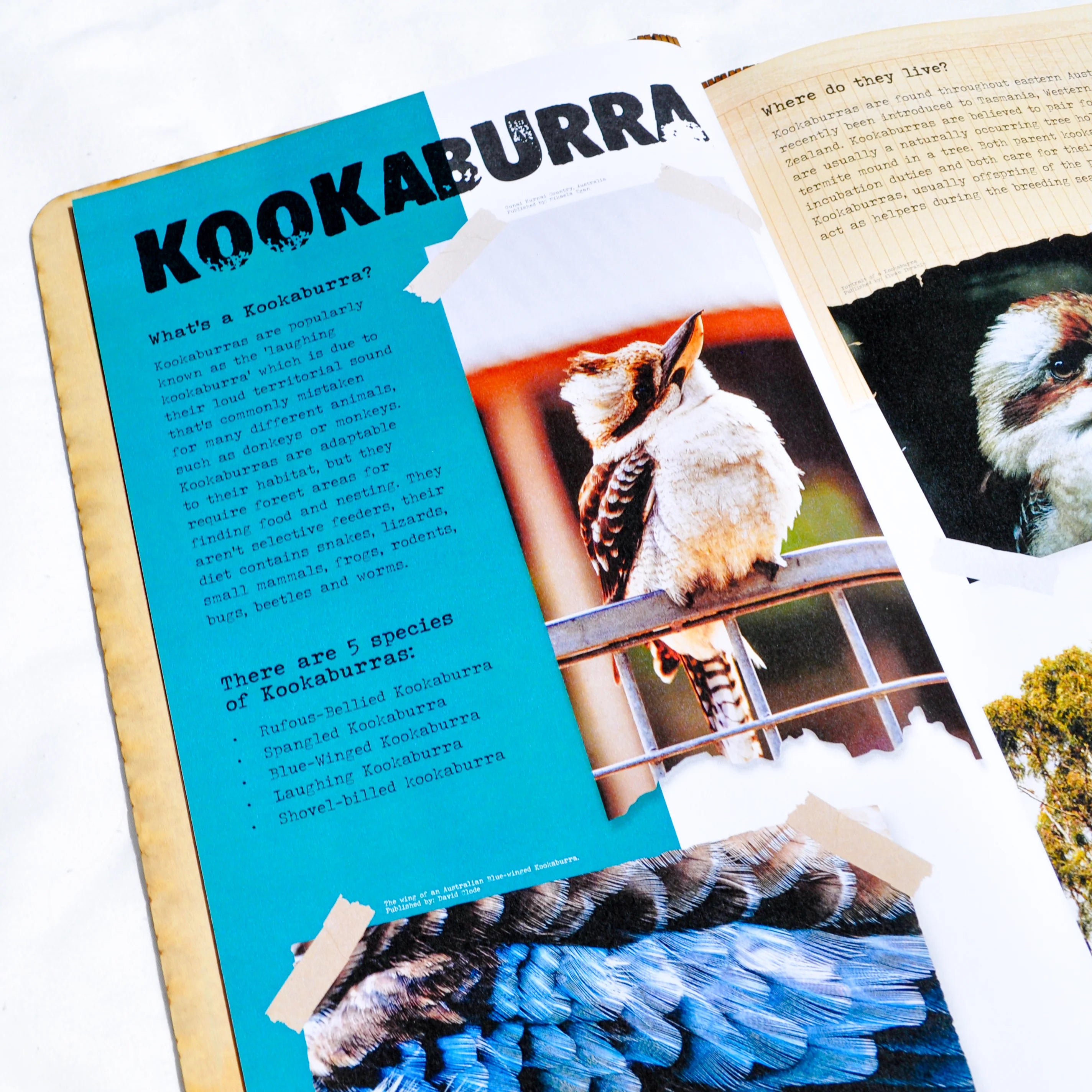 Aussie Wildlife Book