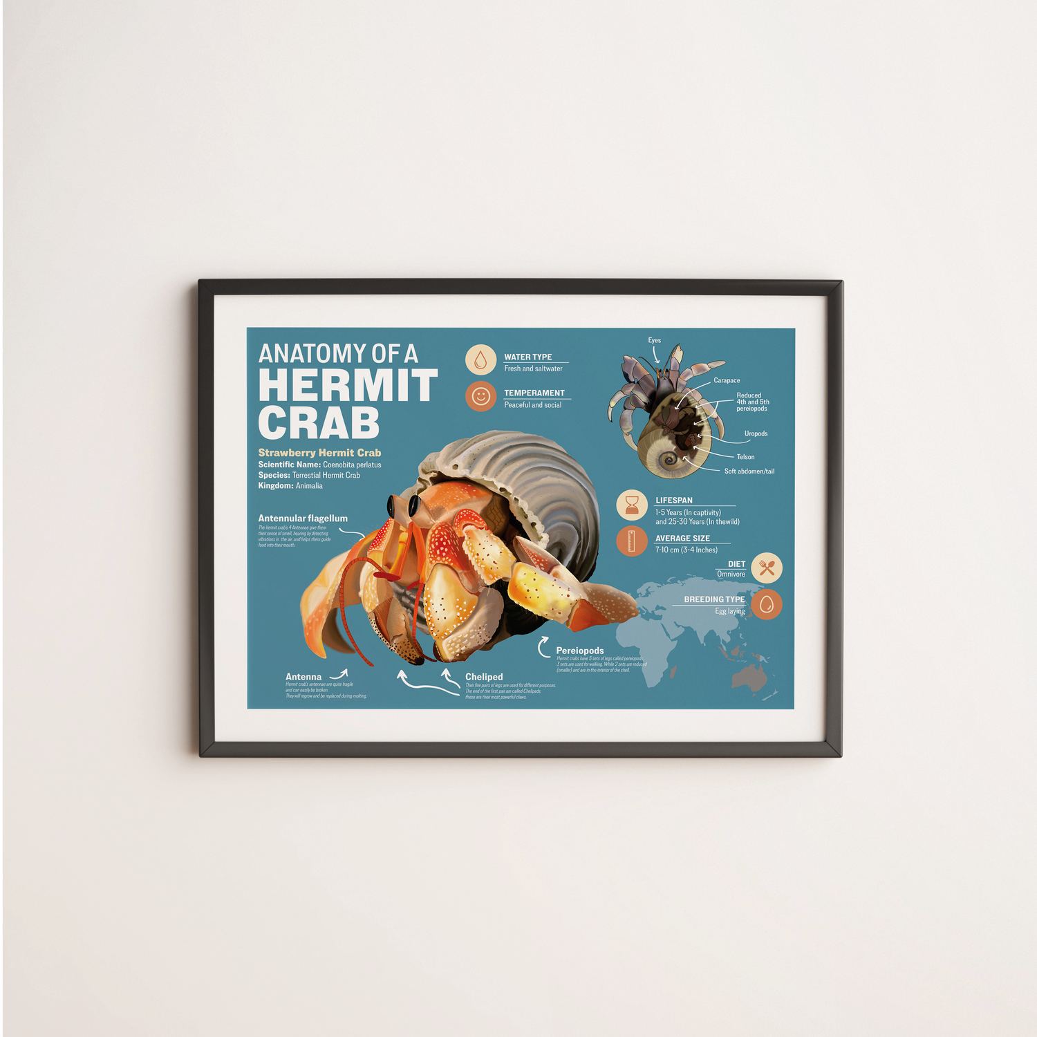 Hermit Crab Infographic Arttay Designs